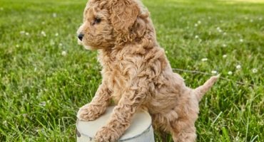 Pet Sitting & Dog Walking