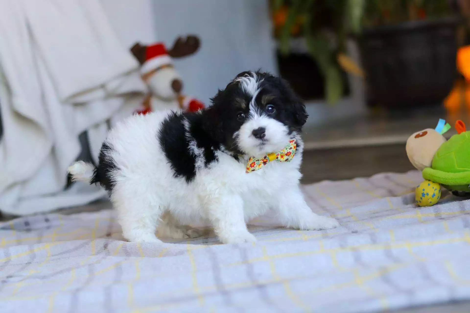 F1b Mini St.Berdoodle - Kenji ( M ) - Image 2