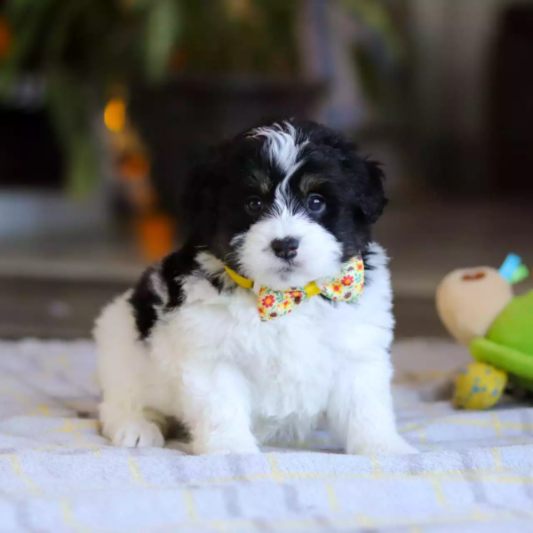 F1b Mini St.Berdoodle - Kenji ( M )