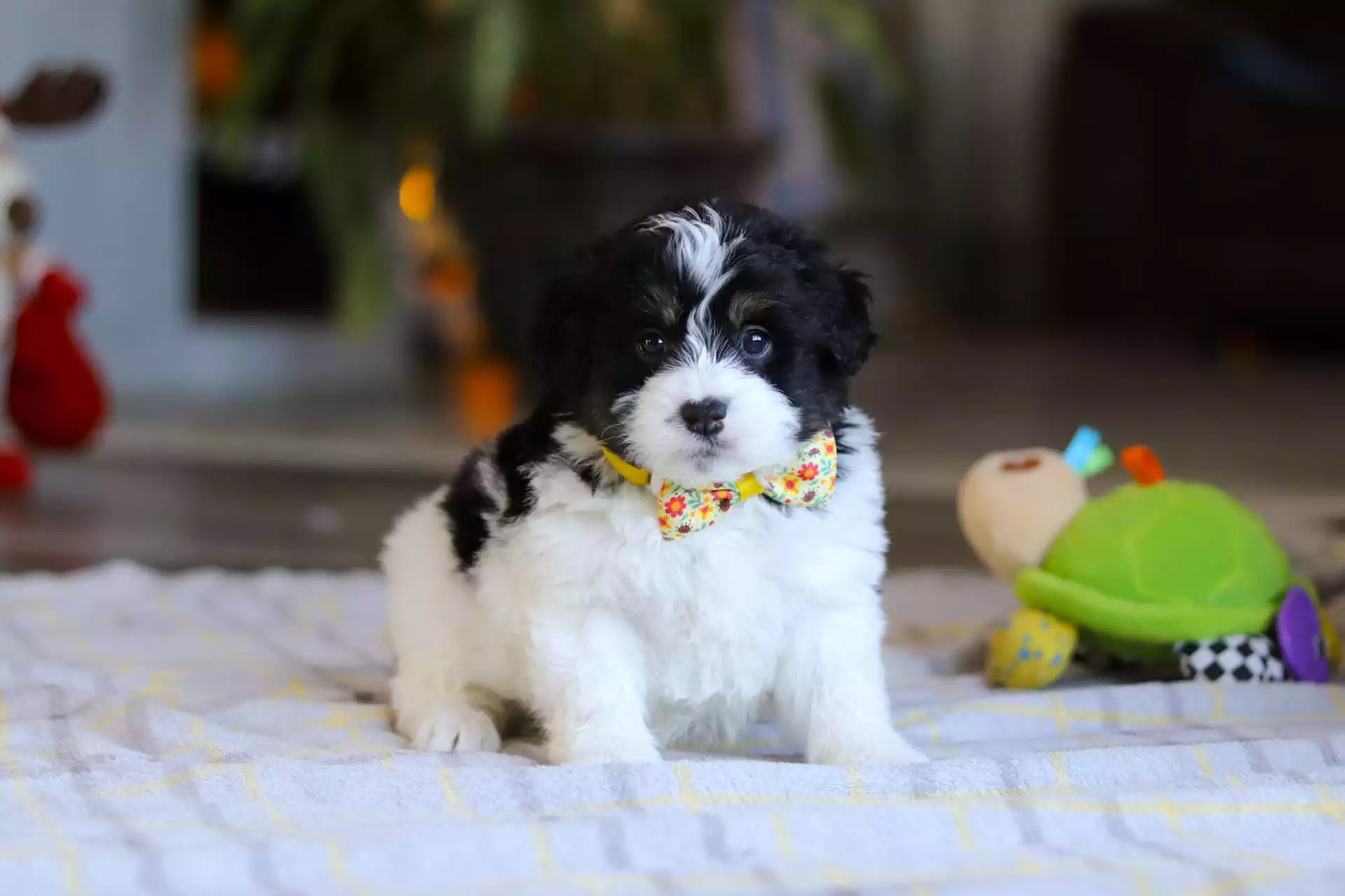 F1b Mini St.Berdoodle - Kenji ( M )