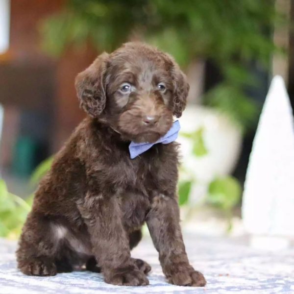 F1b Mini/Medium Labradoodle - Bastien ( M )
