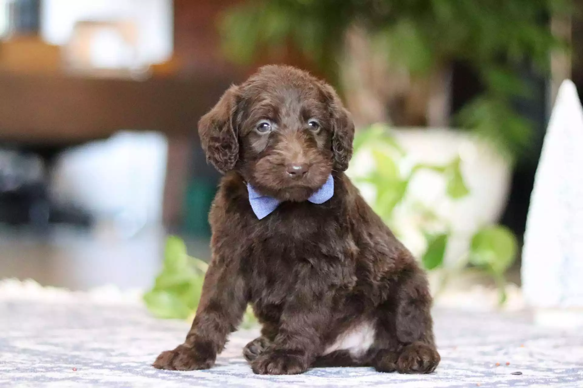 F1b Mini/Medium Labradoodle - Bastien ( M ) - Image 5