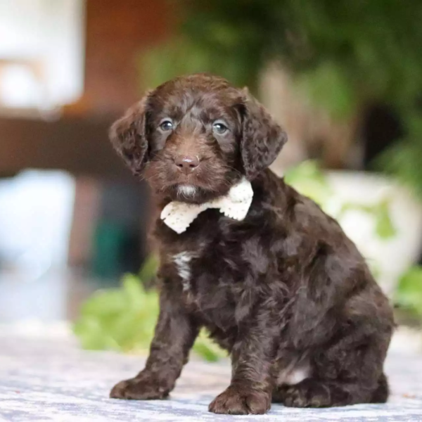 F1b Mini/Medium Labradoodle - Marcel ( M )