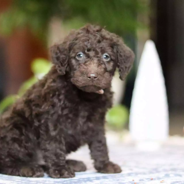 F1b Mini/Medium Labradoodle - Remy ( M )