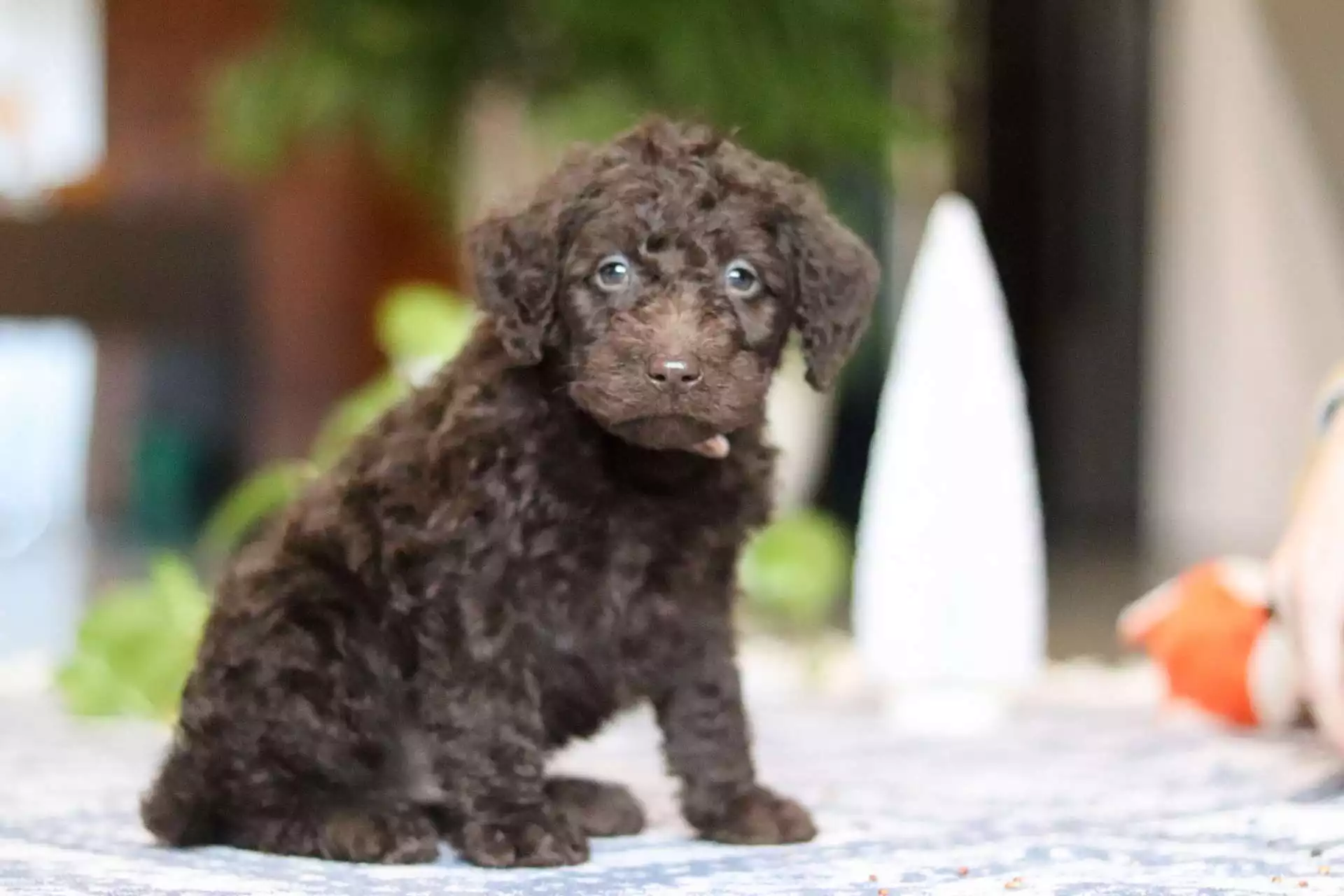 F1b Mini/Medium Labradoodle - Remy ( M )