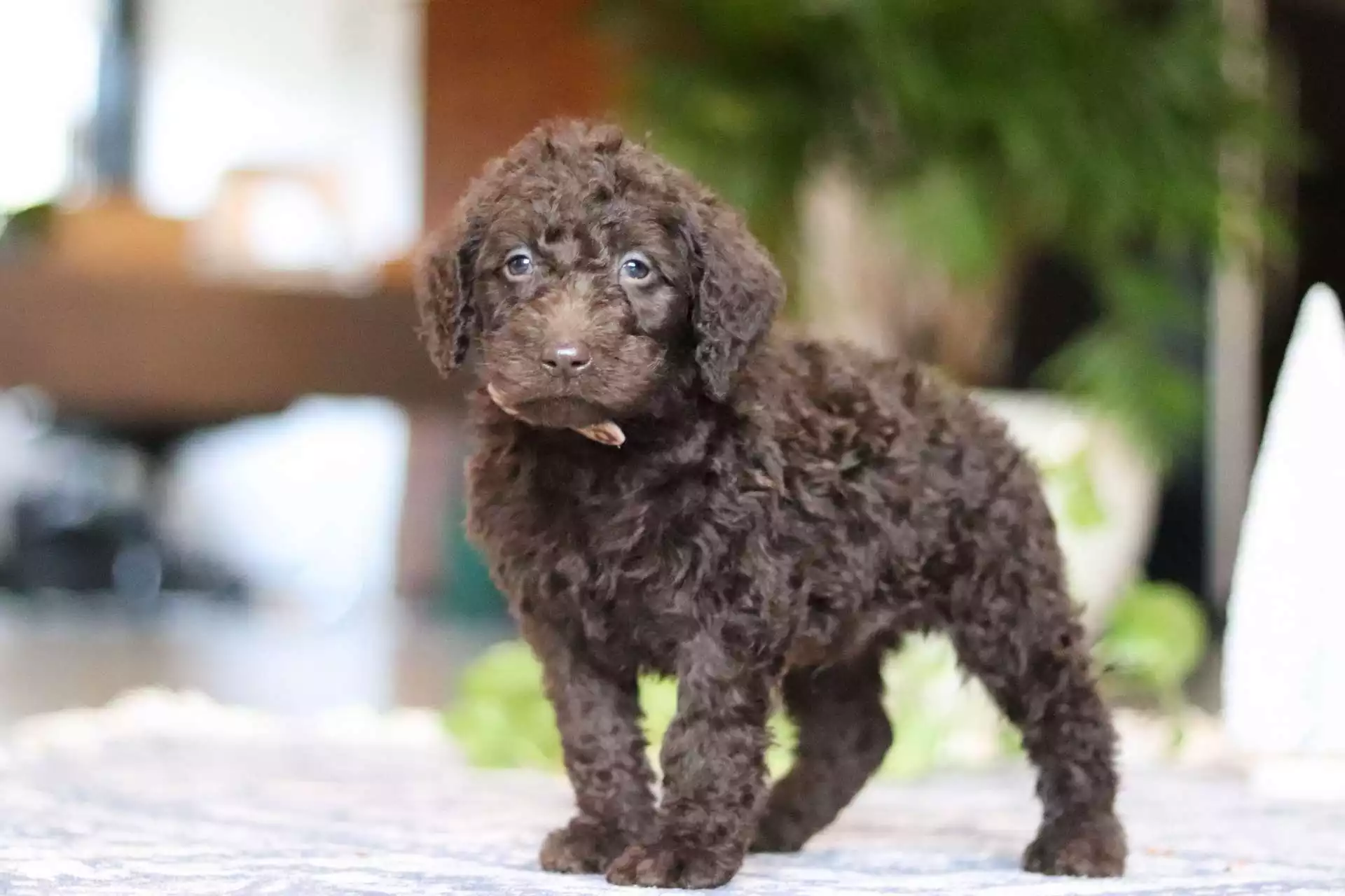 F1b Mini/Medium Labradoodle - Remy ( M ) - Image 3