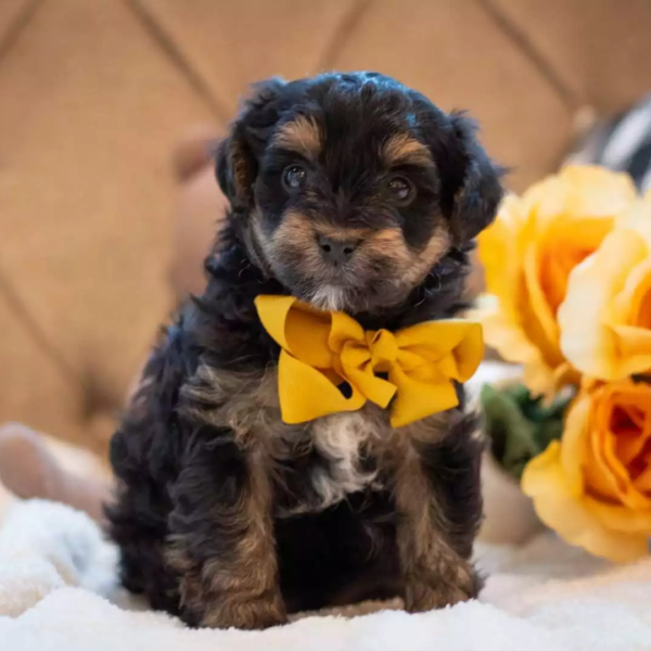 F1 Yorkipoo - Liam ( M )