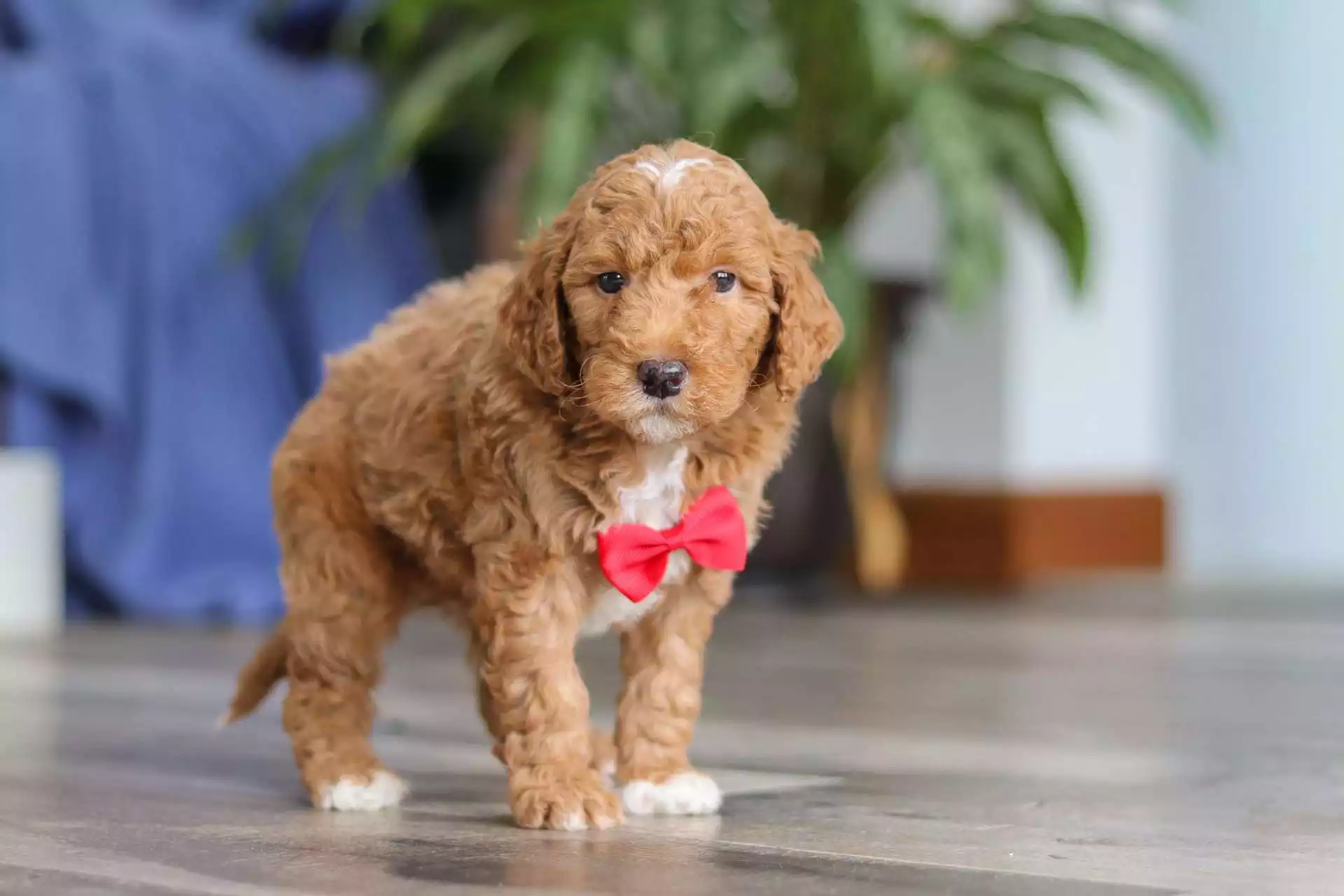 F1b Mini Goldendoodle - Cliff ( M ) - Image 6