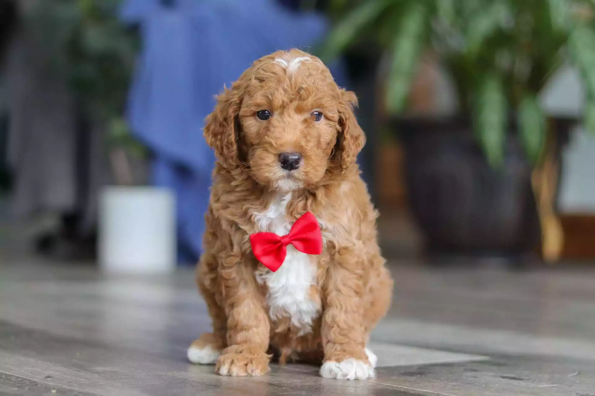 F1b Mini Goldendoodle - Cliff ( M ) - Image 5