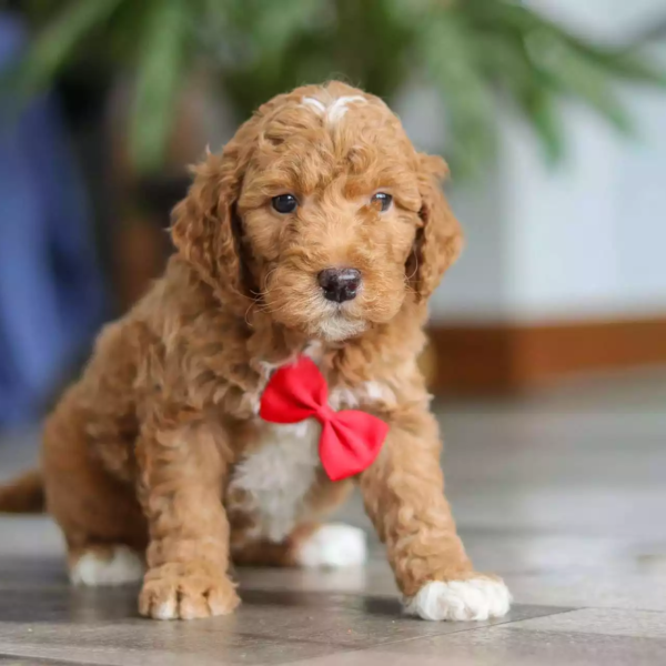 F1b Mini Goldendoodle - Cliff ( M )