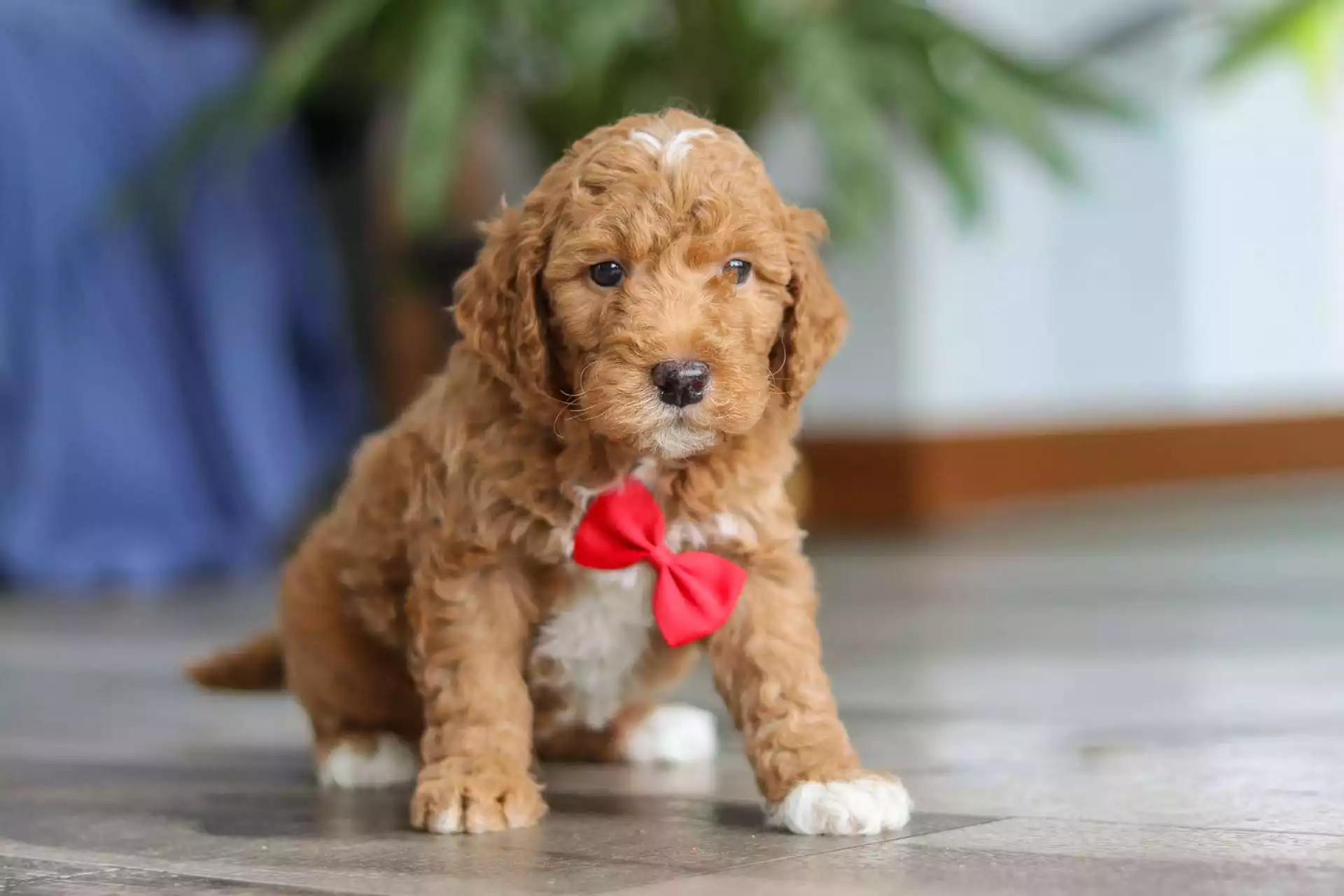 F1b Mini Goldendoodle - Cliff ( M )