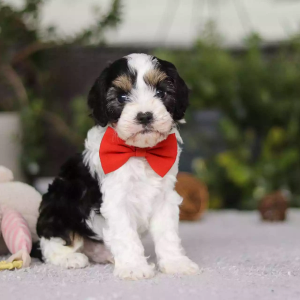 F1 Petite Cavapoo - Orion ( M )