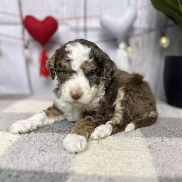 F1b Micro/Mini Bernedoodle - Coffee ( M )