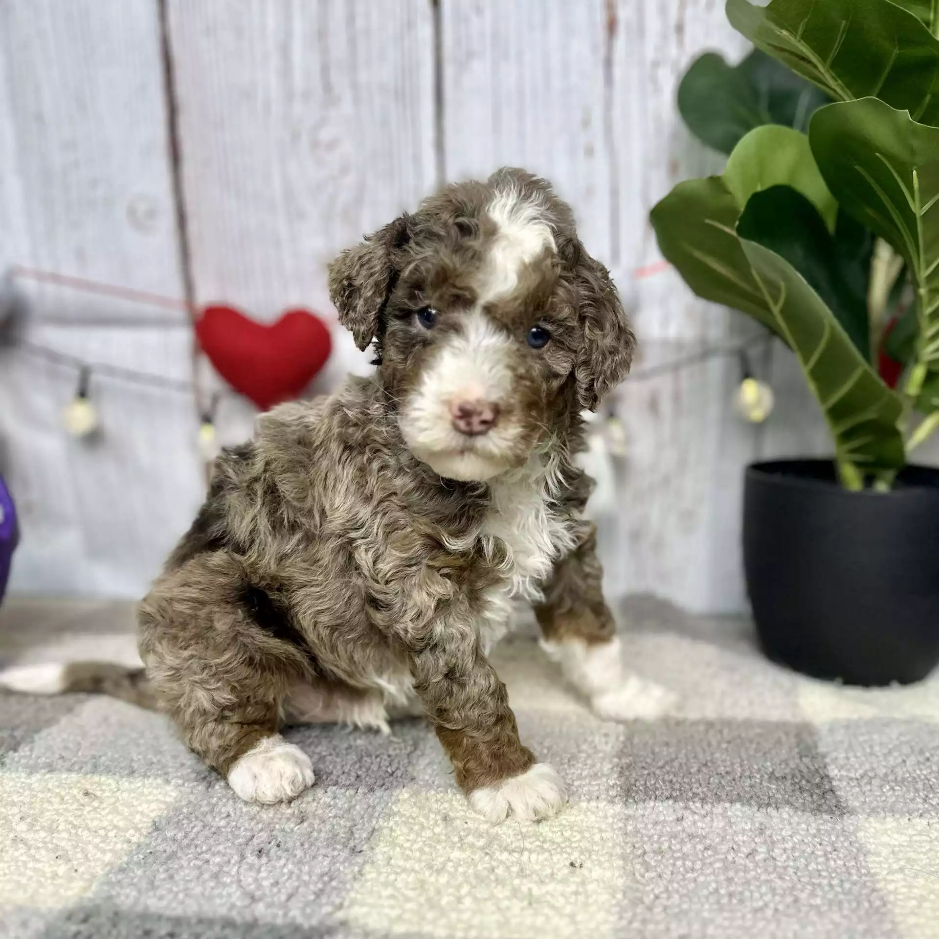 F1b Mini Bernedoodle - Chestnut ( M ) - Image 2