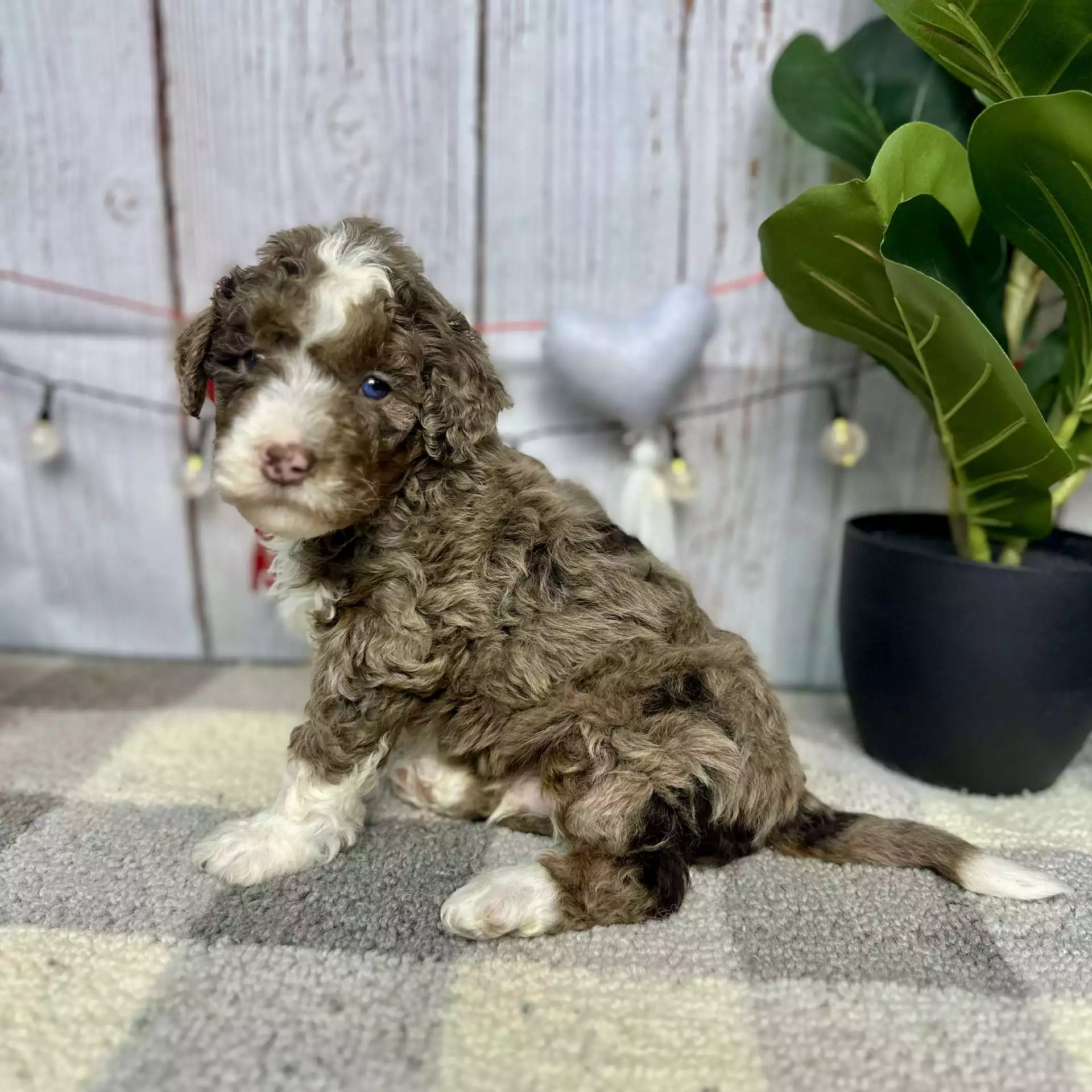 F1b Mini Bernedoodle - Chestnut ( M )
