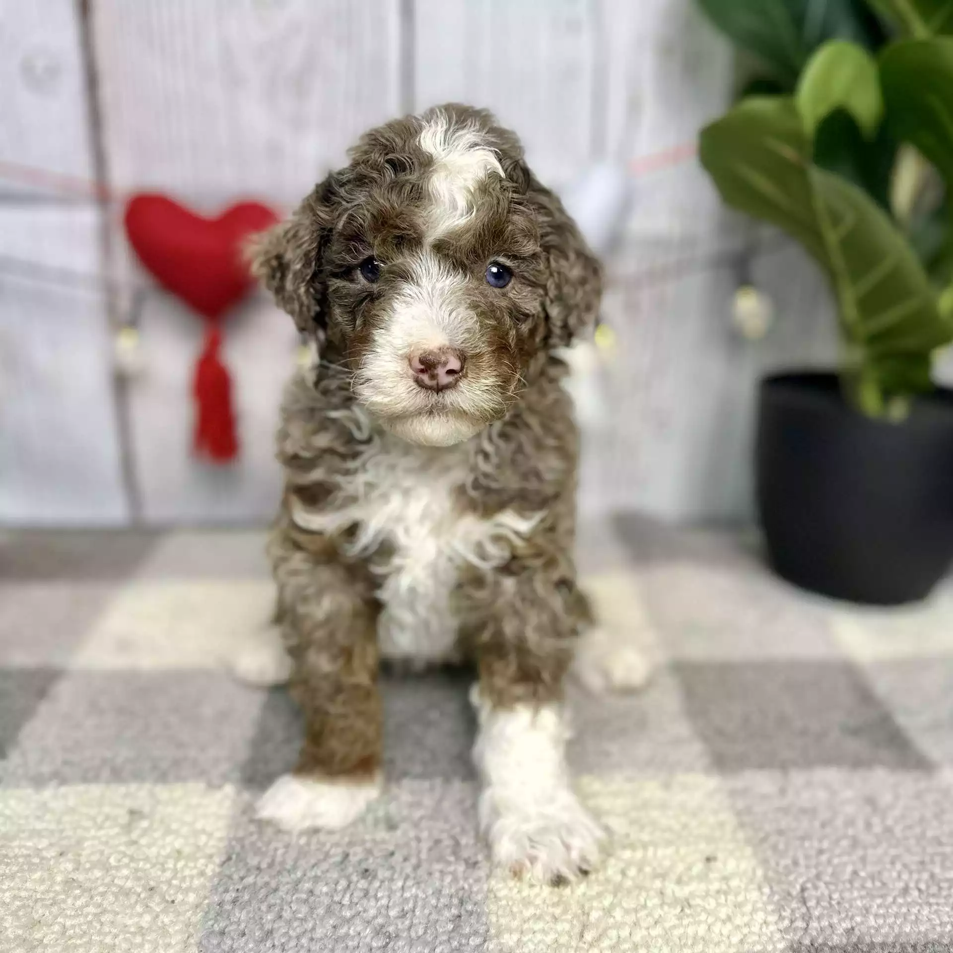 F1b Mini Bernedoodle - Chestnut ( M ) - Image 4