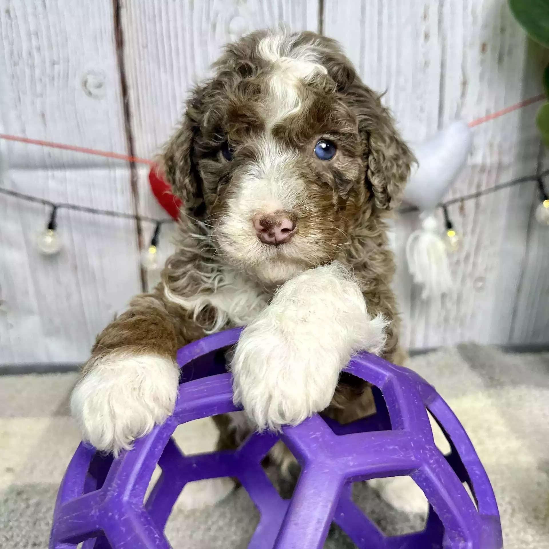 F1b Mini Bernedoodle - Chestnut ( M ) - Image 3