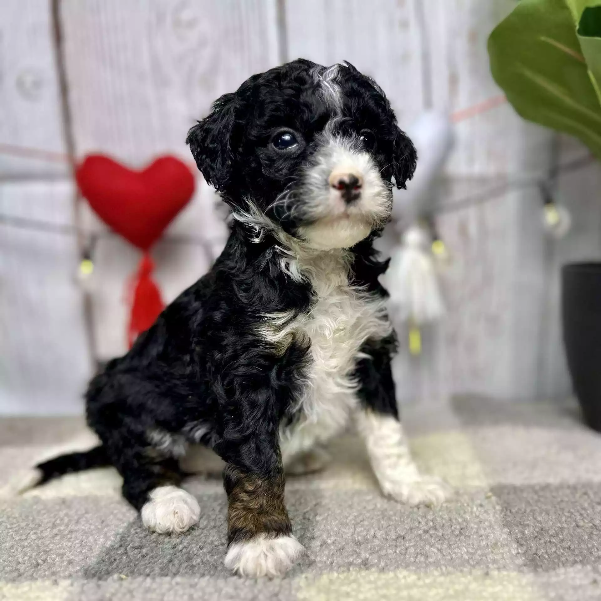 F1b Micro/Mini Bernedoodle - Snuggles ( F )