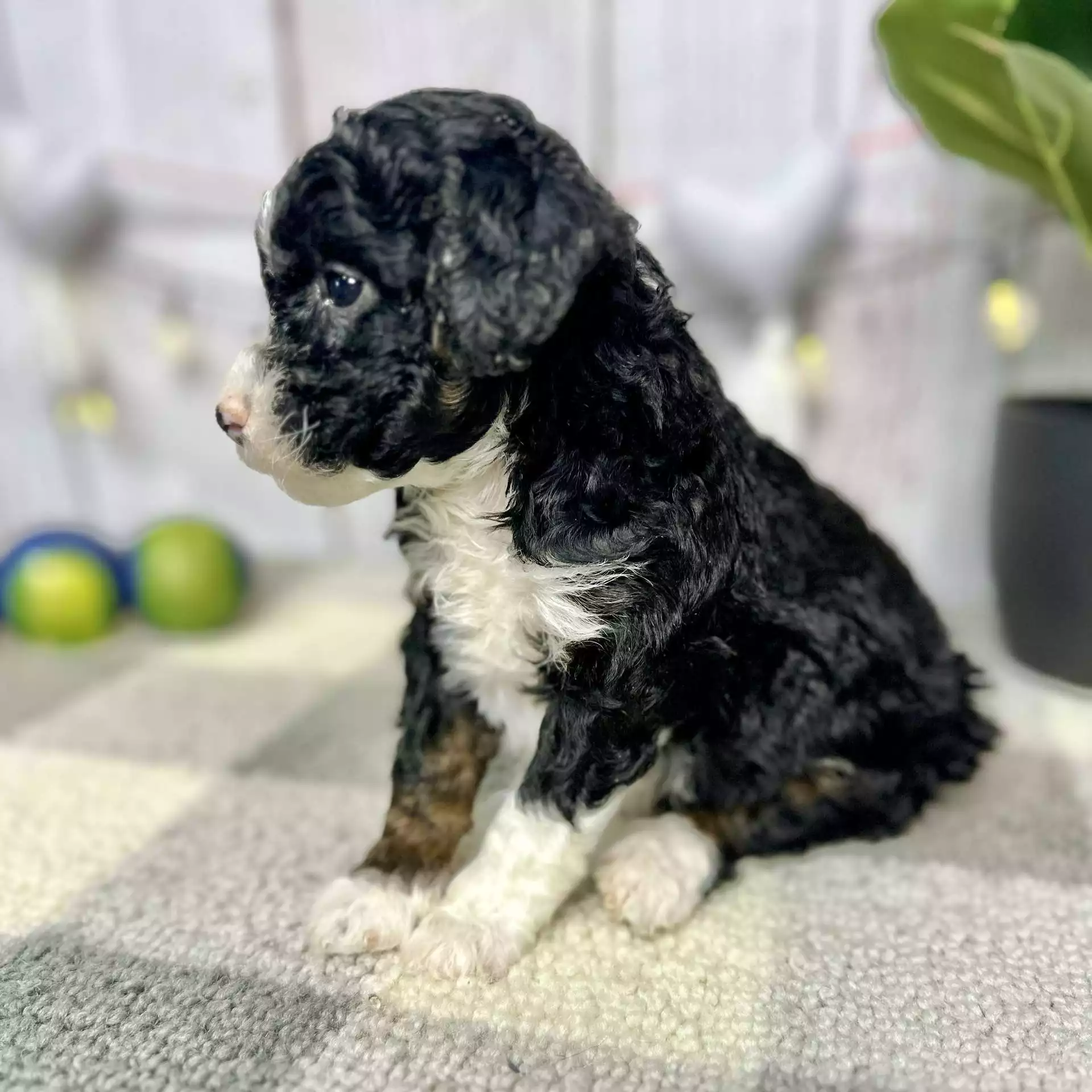 F1b Micro/Mini Bernedoodle - Snuggles ( F ) - Image 4