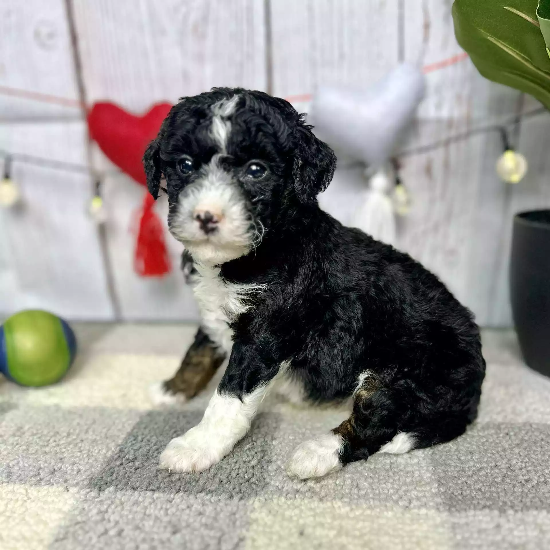 F1b Micro/Mini Bernedoodle - Snuggles ( F ) - Image 6