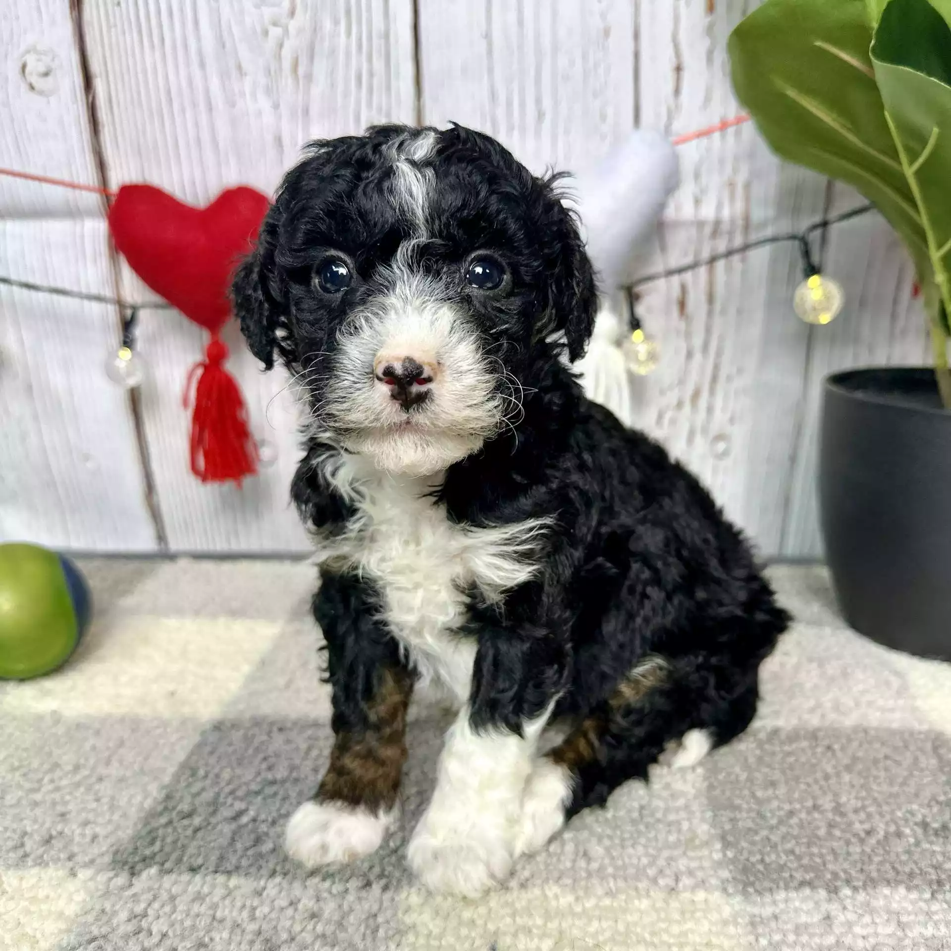 F1b Micro/Mini Bernedoodle - Snuggles ( F ) - Image 5