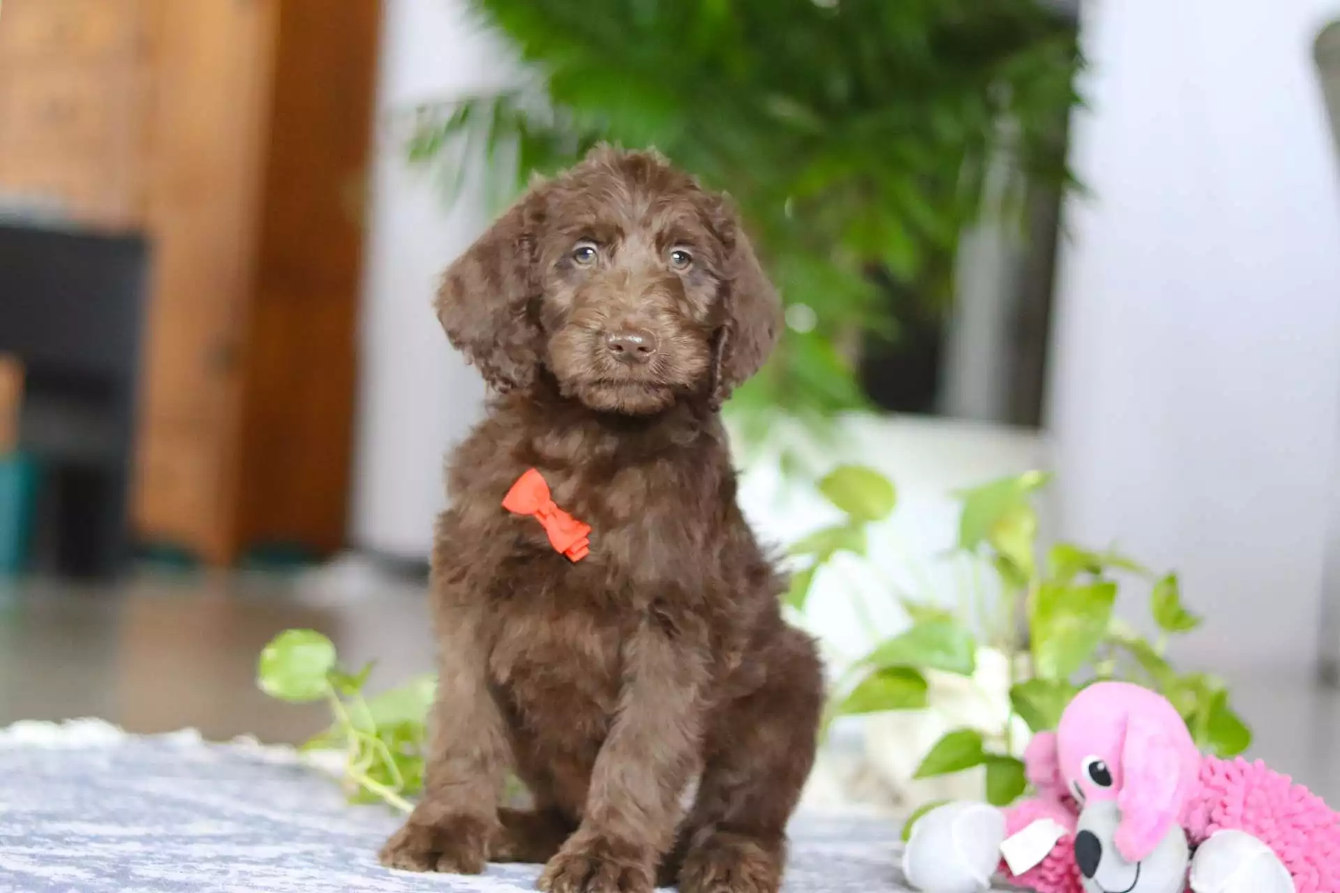 F1b Mini/Medium Labradoodle - Bastien ( M ) - Image 4