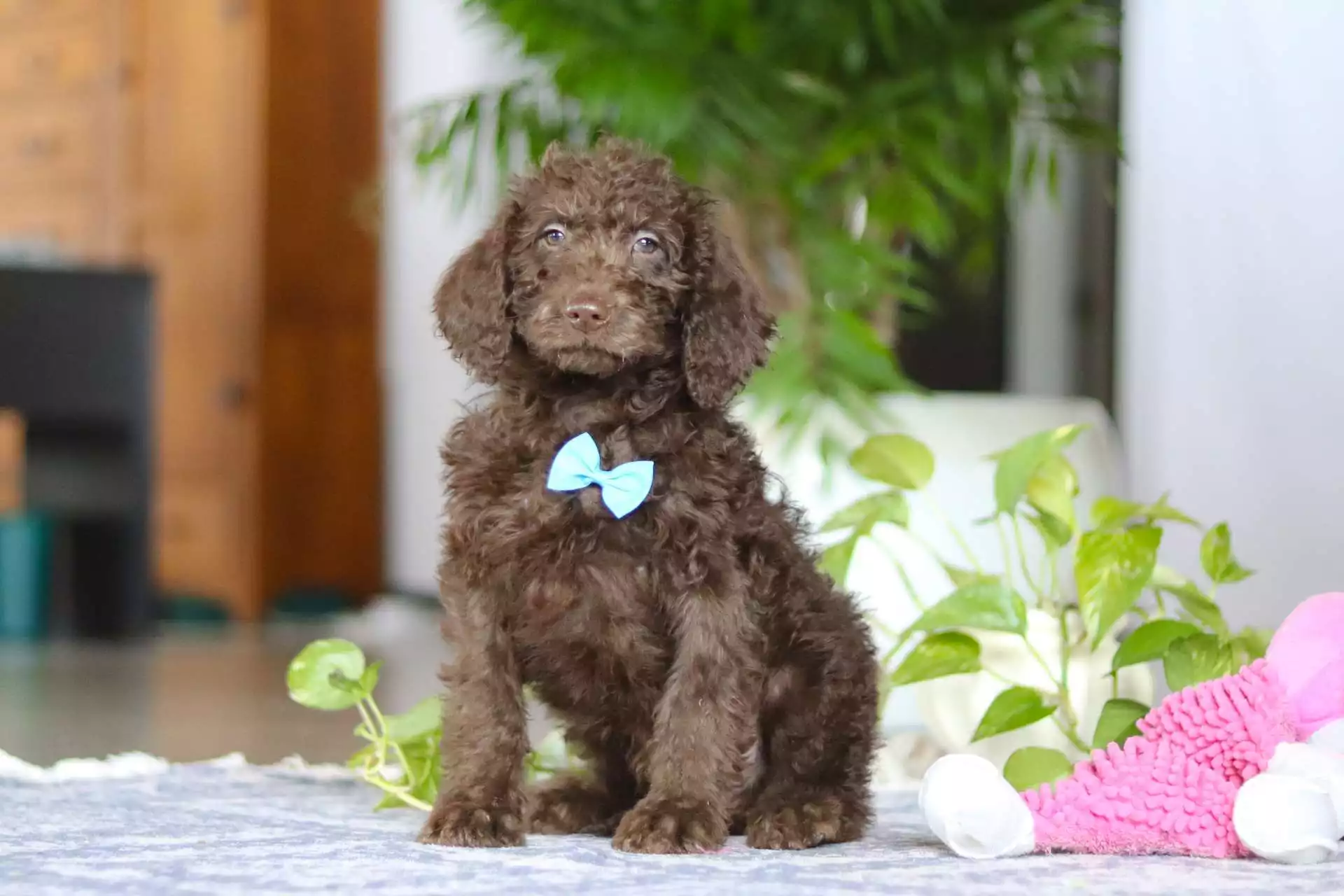 F1b Mini/Medium Labradoodle - Remy ( M ) - Image 4