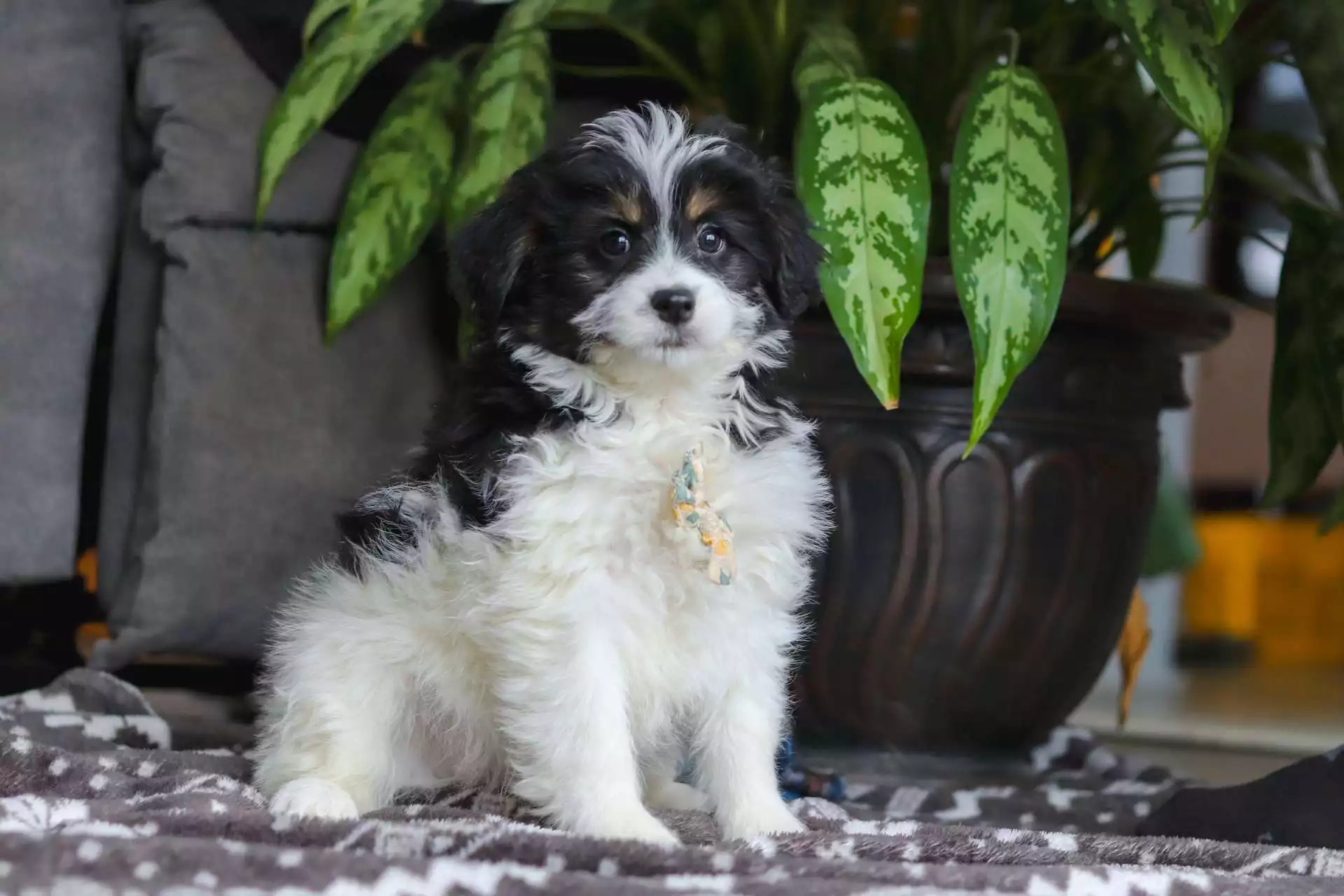 F1b Mini St.Berdoodle - Kenji ( M ) - Image 4