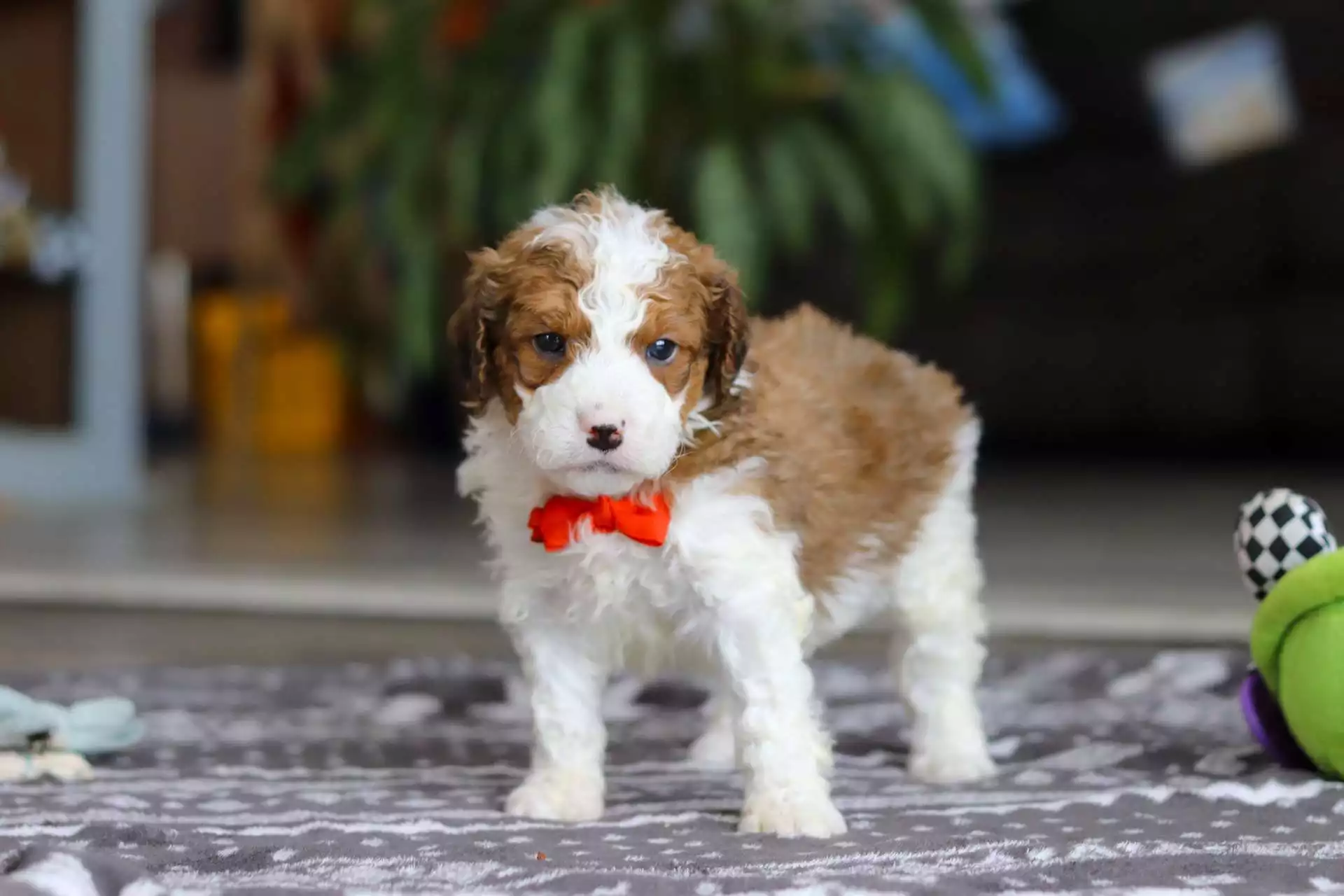 F1b Mini St.Berdoodle - Otis ( M ) - Image 4