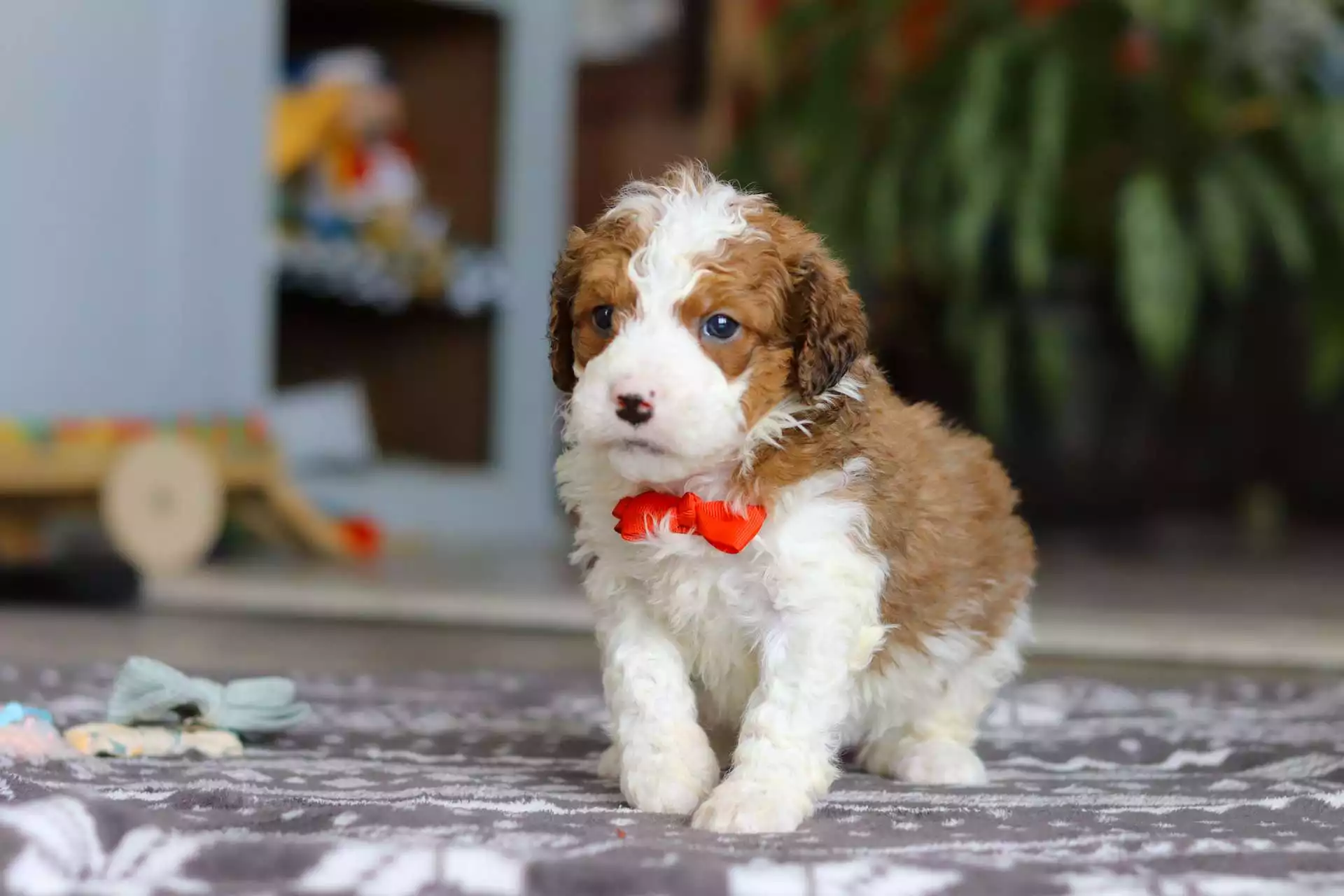 F1b Mini St.Berdoodle - Otis ( M ) - Image 3