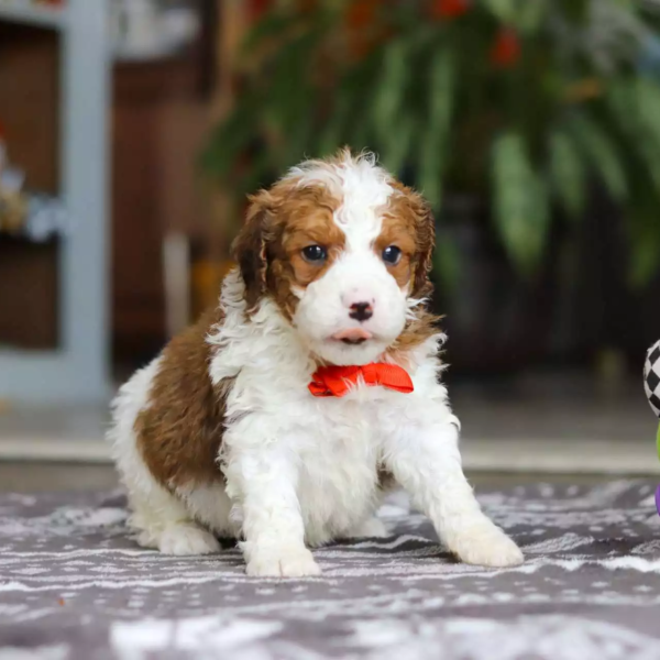 F1b Mini St.Berdoodle - Otis ( M )