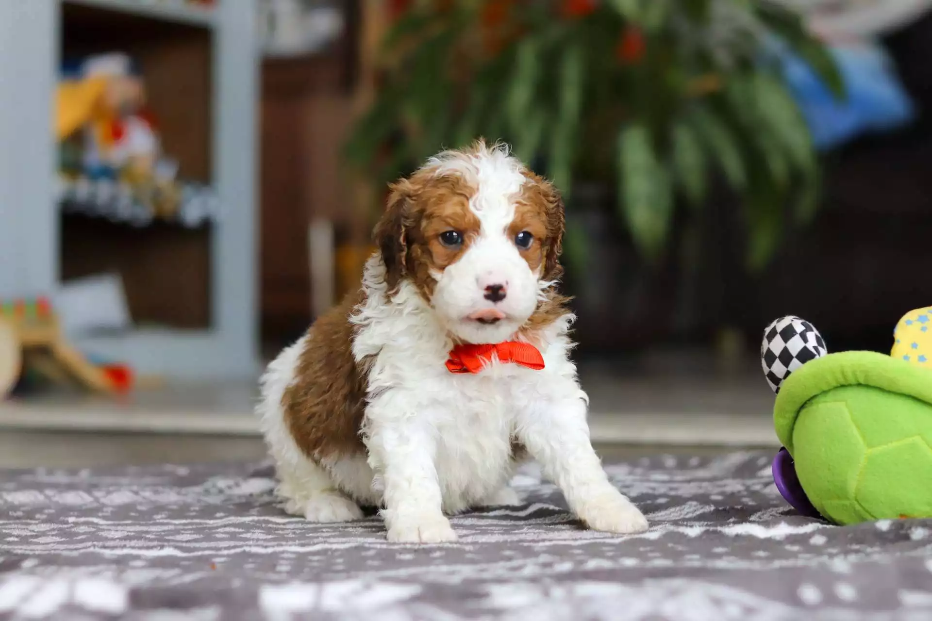 F1b Mini St.Berdoodle - Otis ( M )