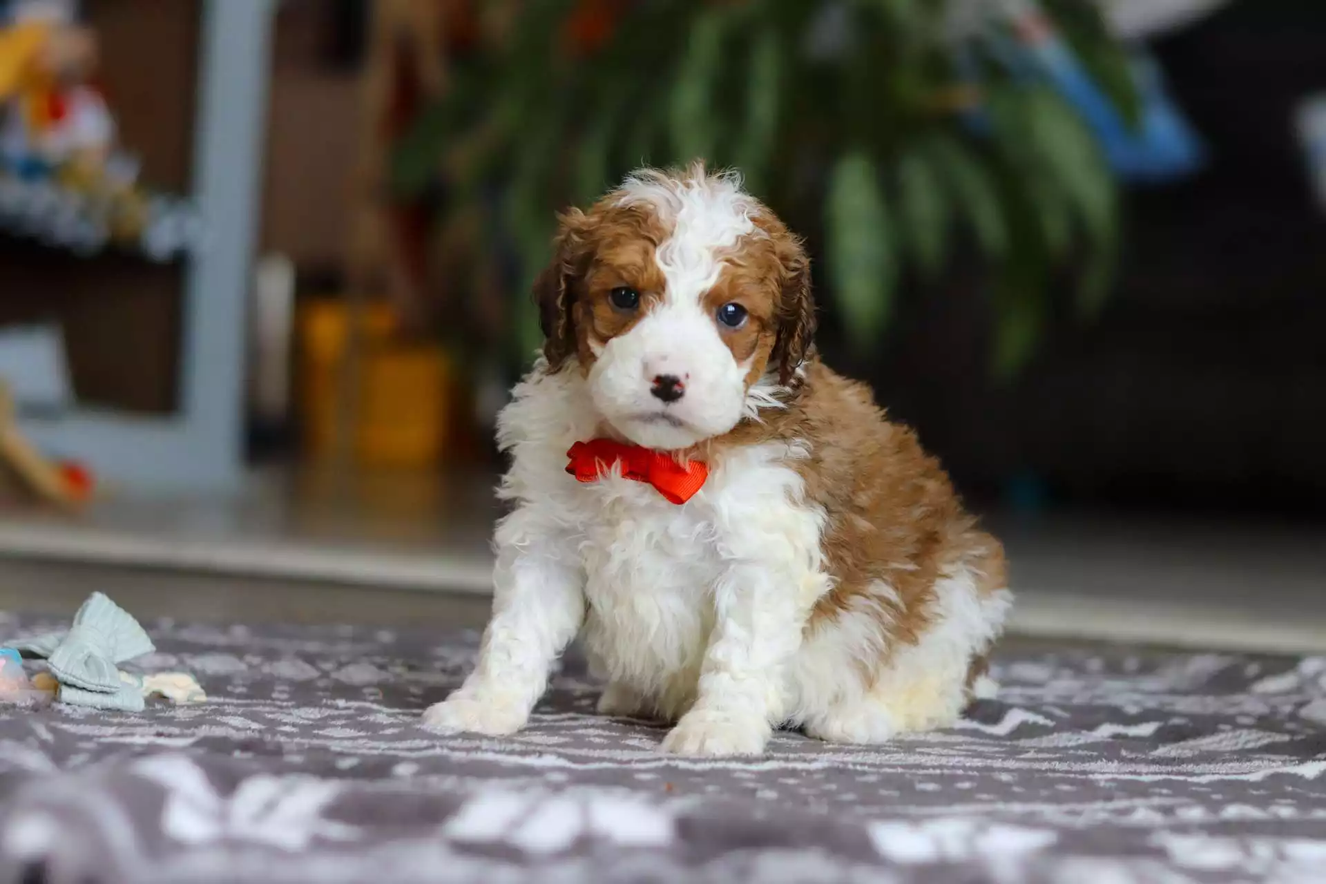 F1b Mini St.Berdoodle - Otis ( M ) - Image 5