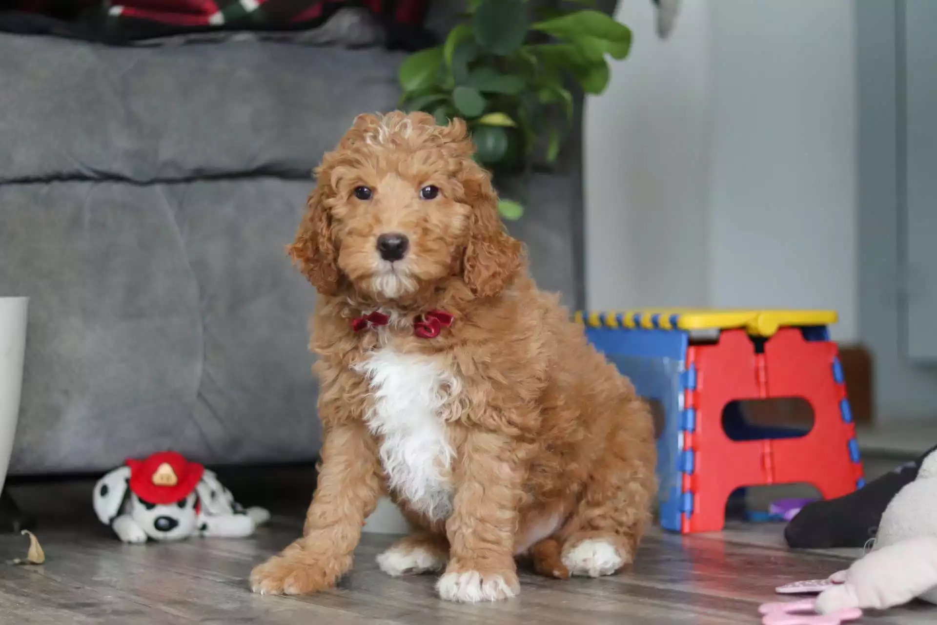 F1b Mini Goldendoodle - Cliff ( M ) - Image 4
