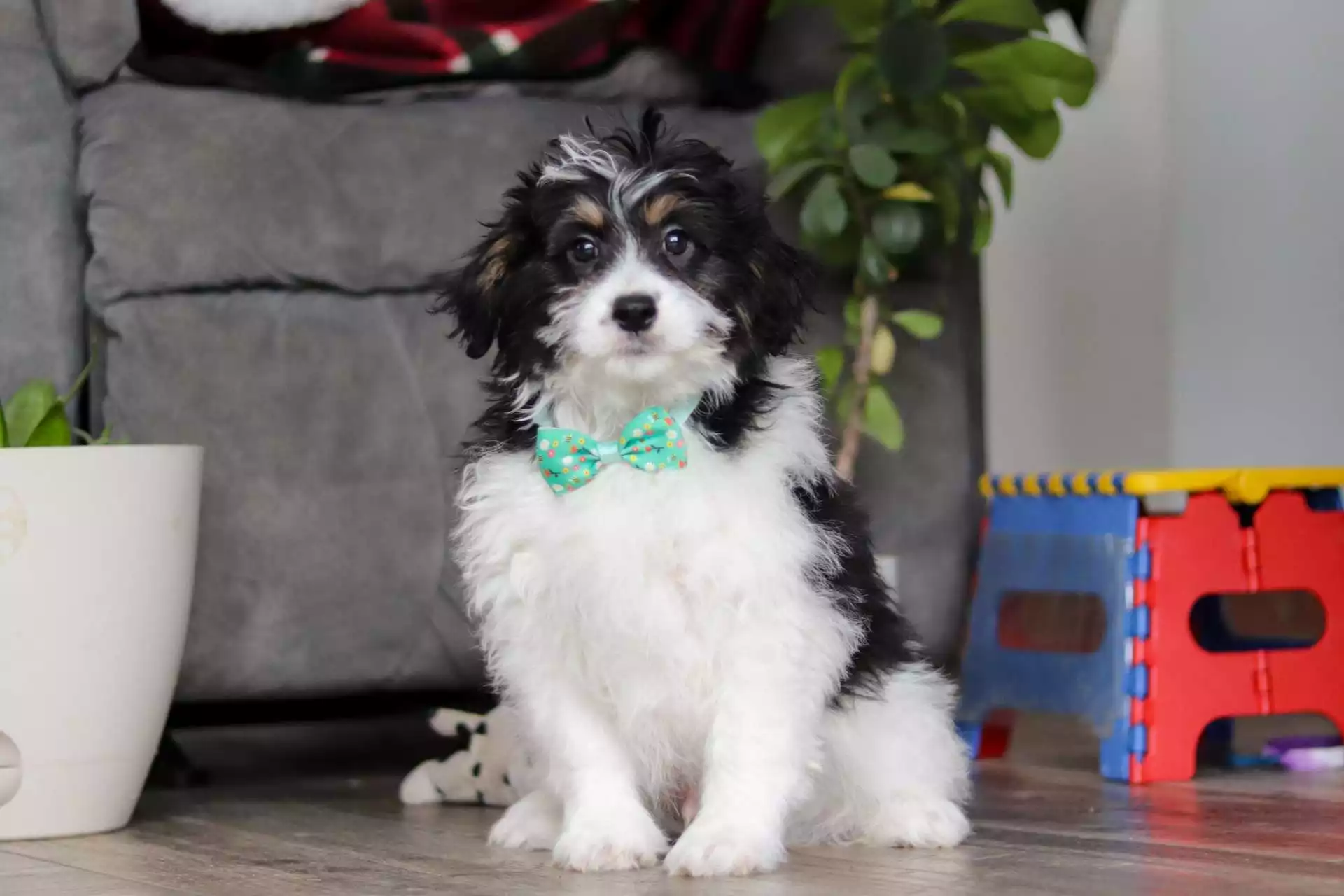 F1b Mini St.Berdoodle - Kenji ( M ) - Image 5