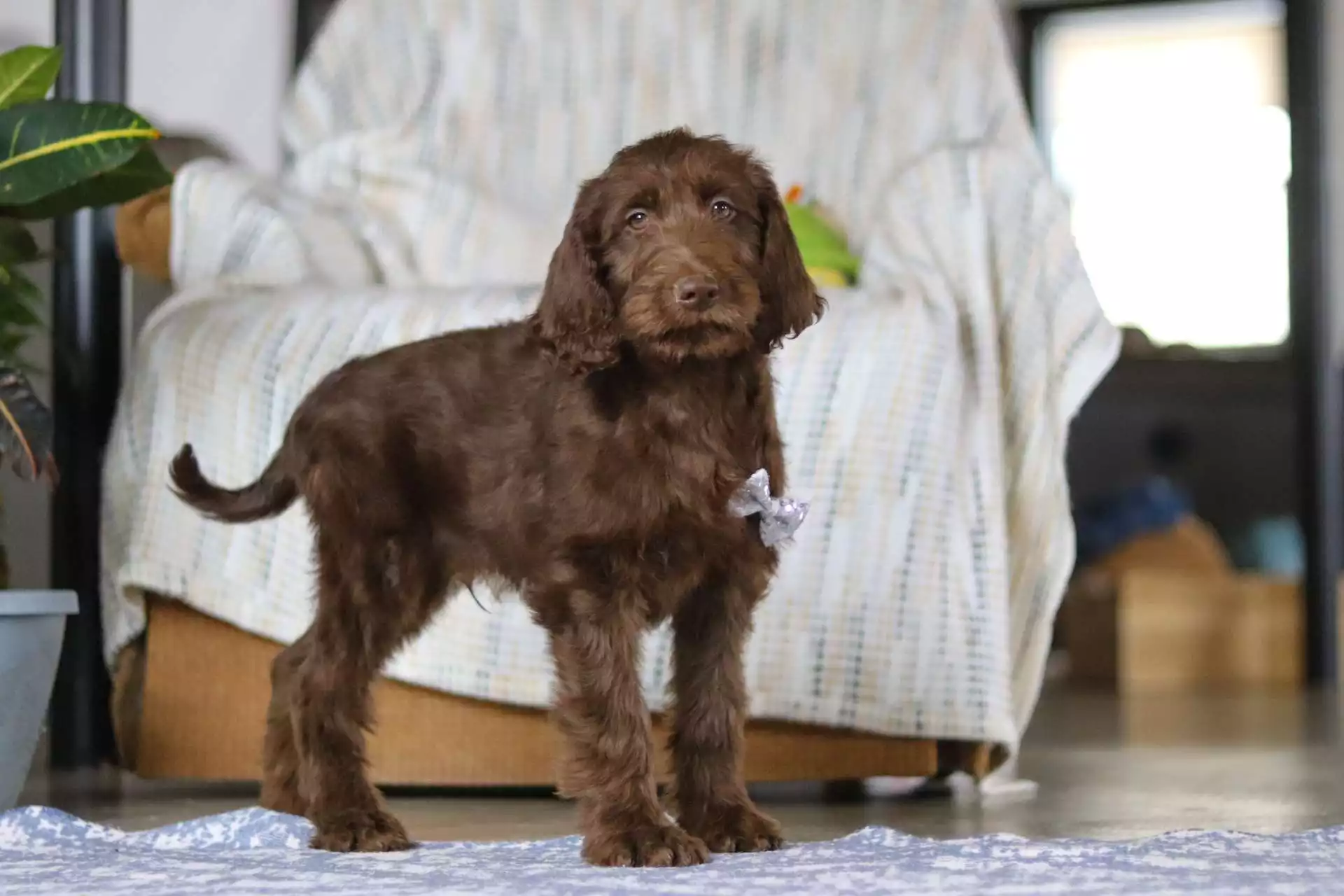 F1b Mini/Medium Labradoodle - Bastien ( M ) - Image 3