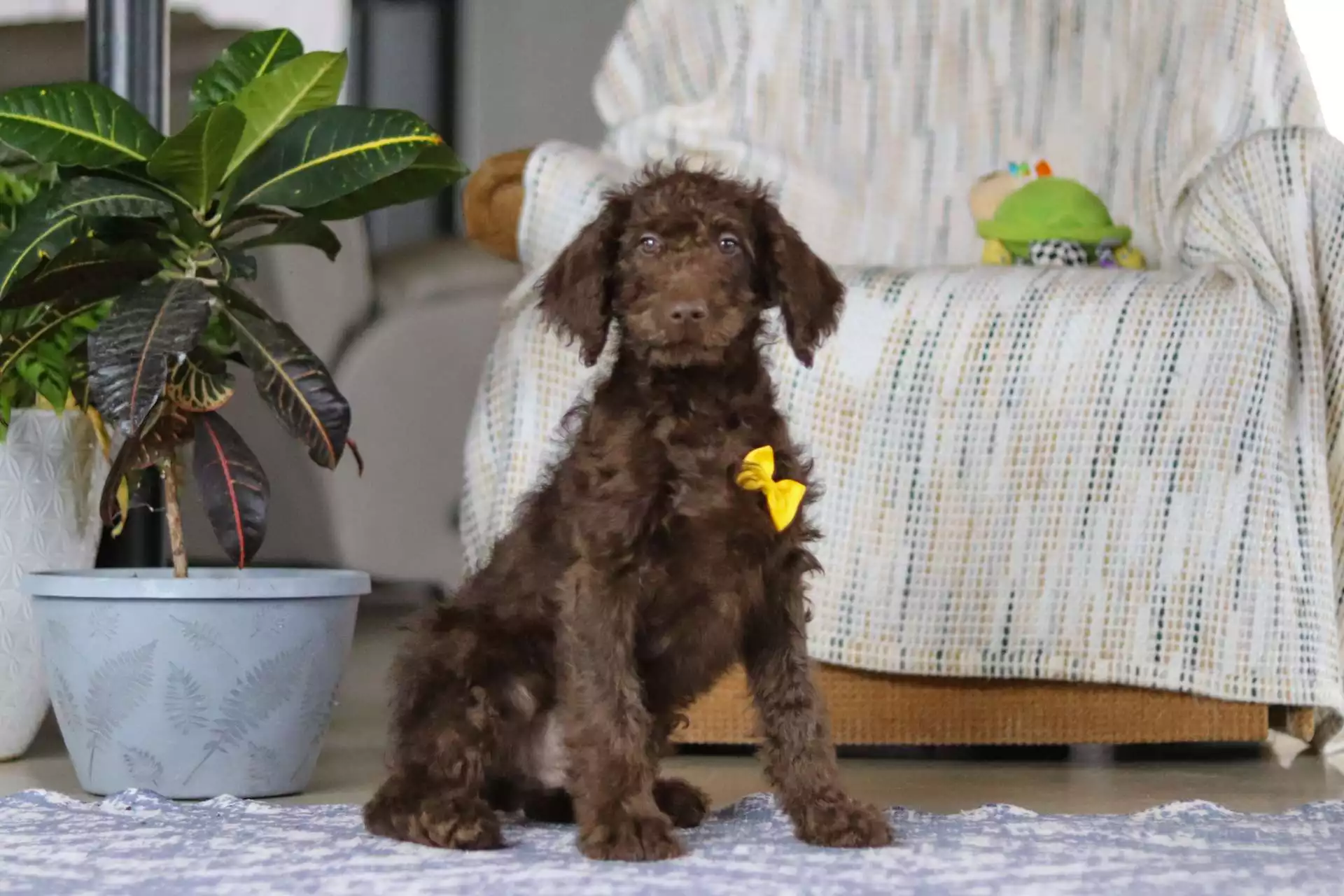 F1b Mini/Medium Labradoodle - Remy ( M ) - Image 5