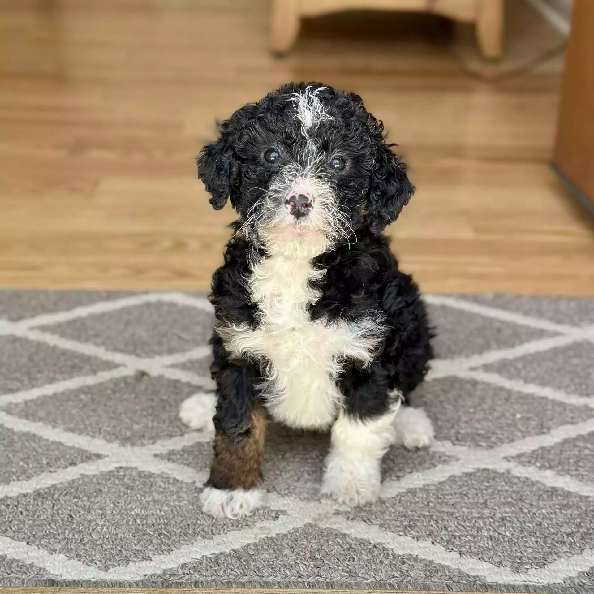 F1b Micro/Mini Bernedoodle - Snuggles ( F ) - Image 3
