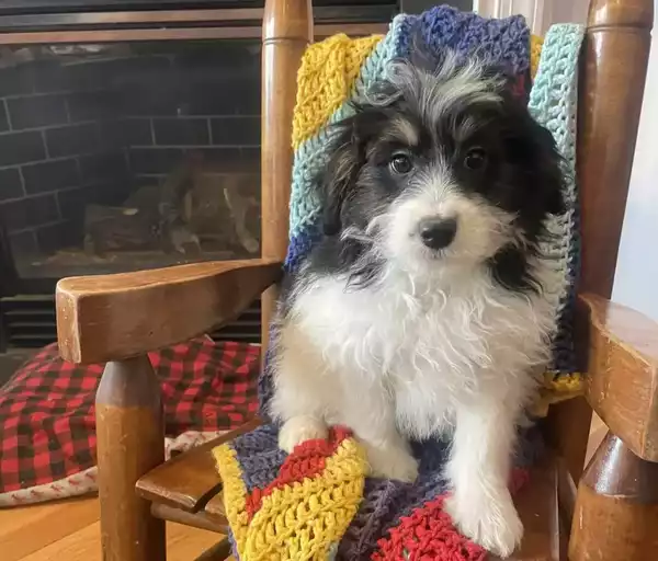 F1b Mini St.Berdoodle - Kenji ( M ) - Image 6