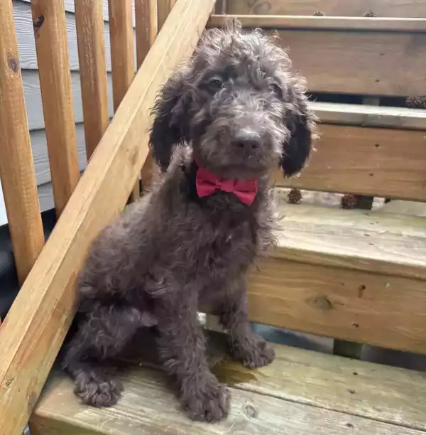 F1b Mini/Medium Labradoodle - Remy ( M ) - Image 6