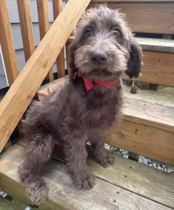 F1b Mini/Medium Labradoodle - Bastien ( M ) - Image 2
