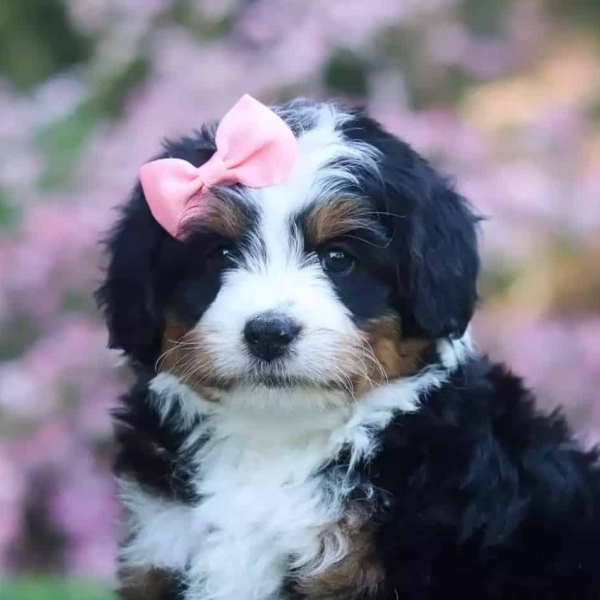 Bernedoodle Puppies