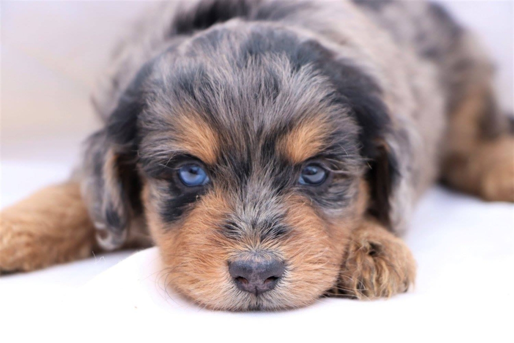 Mini Aussiedoodle ( Aussie Doodle, Aussie Poo )