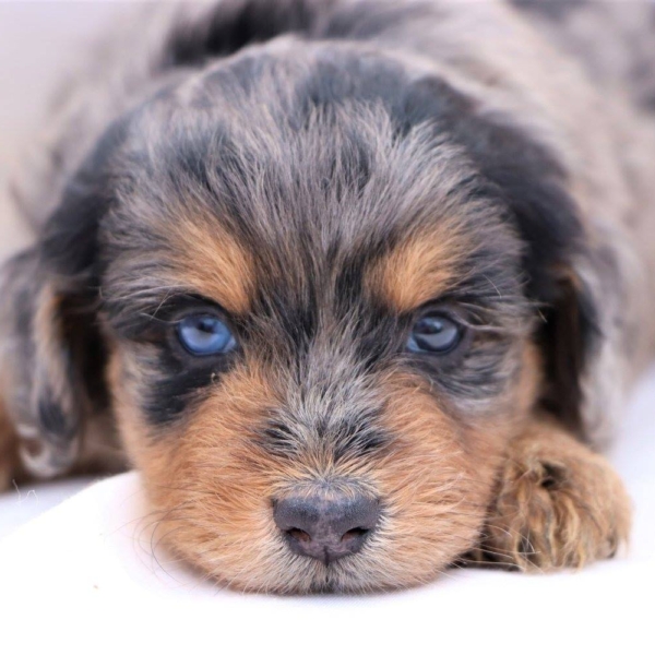 Aussiedoodle Puppies