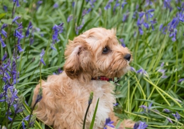 How to Properly Switch Your Pet’s Food