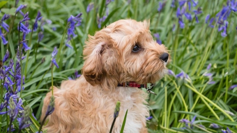 How to Properly Switch Your Pet’s Food