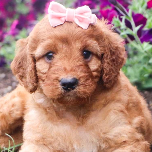 Irish Doodle Puppies