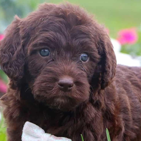 Labradoodle and Mini Labradoodle Puppies