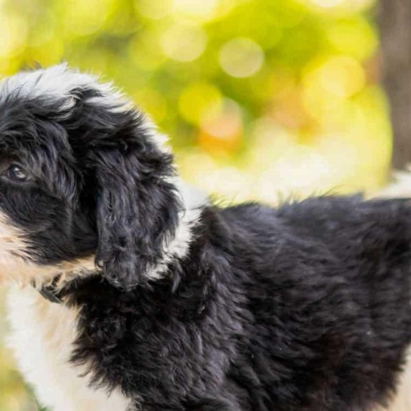 Sheepadoodle Puppies