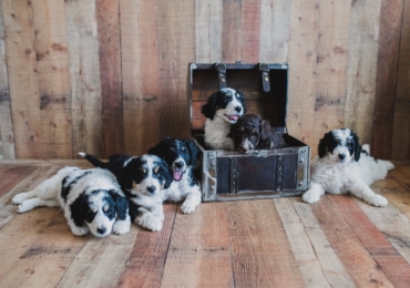 3 Ways to Naturally Reduce Hairballs